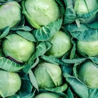 Cabbage